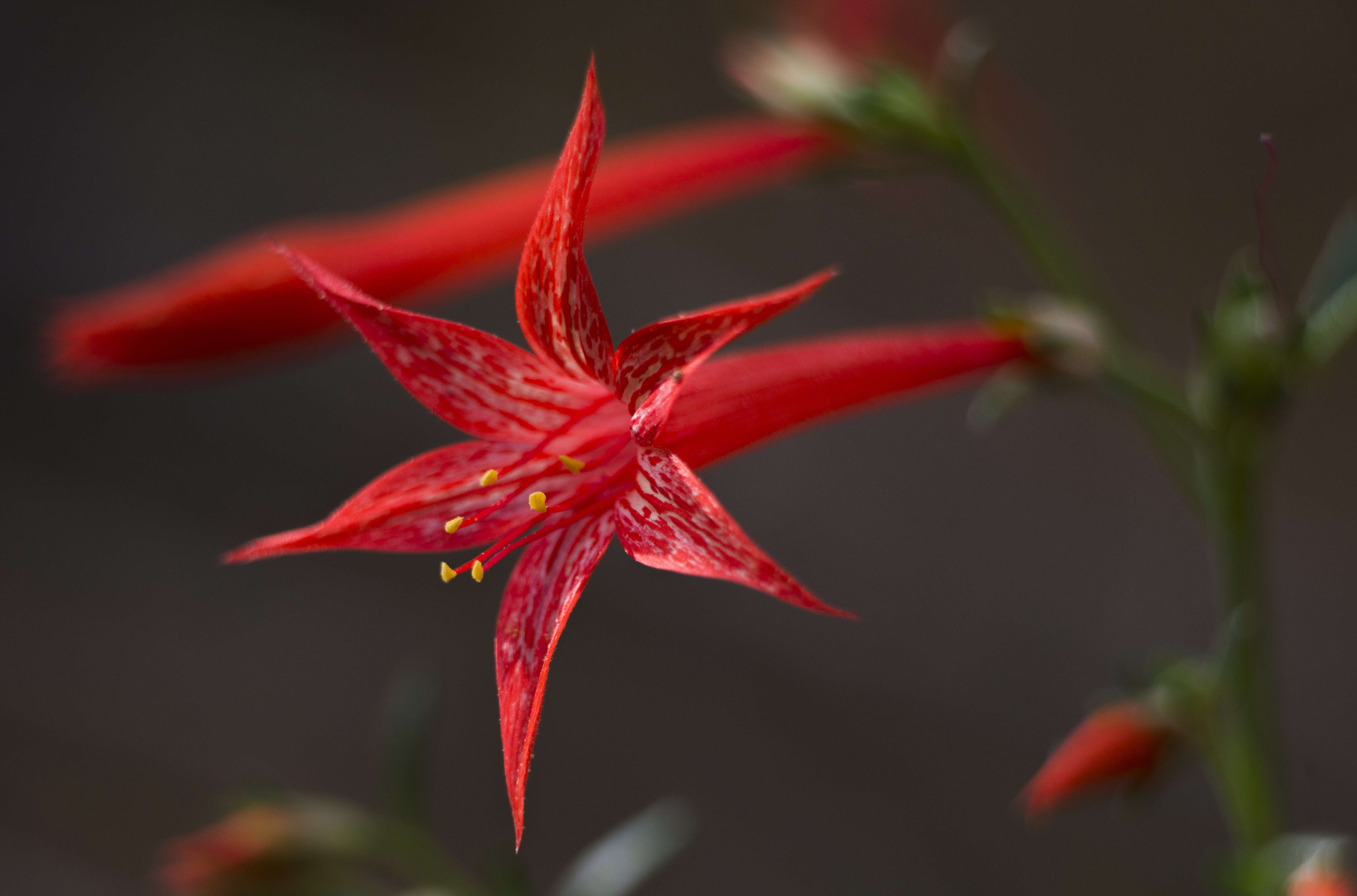 Image of Scarlet Gilia