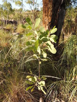 Image of Buchanania obovata Engl.