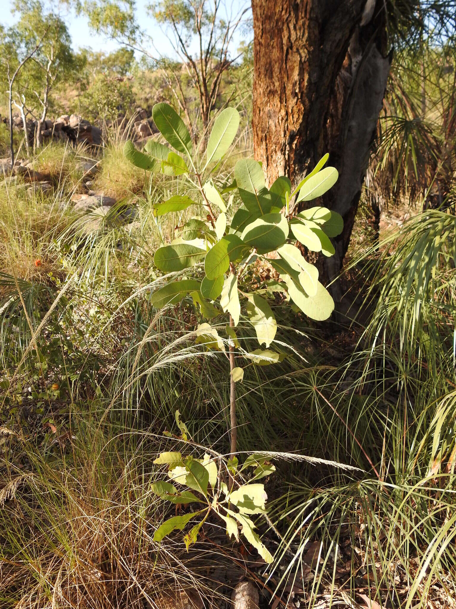 Image of Buchanania obovata Engl.