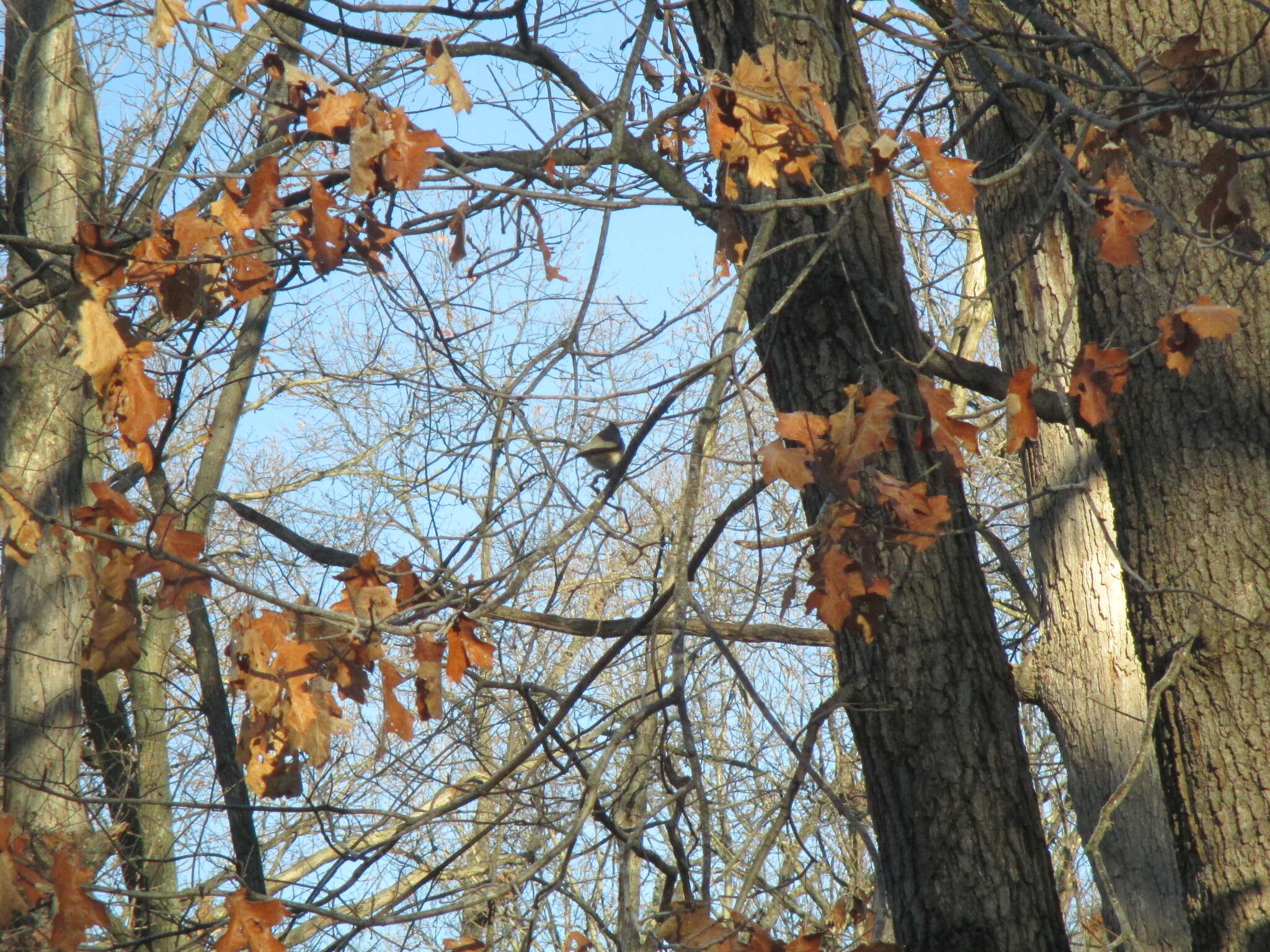 Image of American Titmice