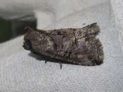 Image of Spectacled Nettle Moth