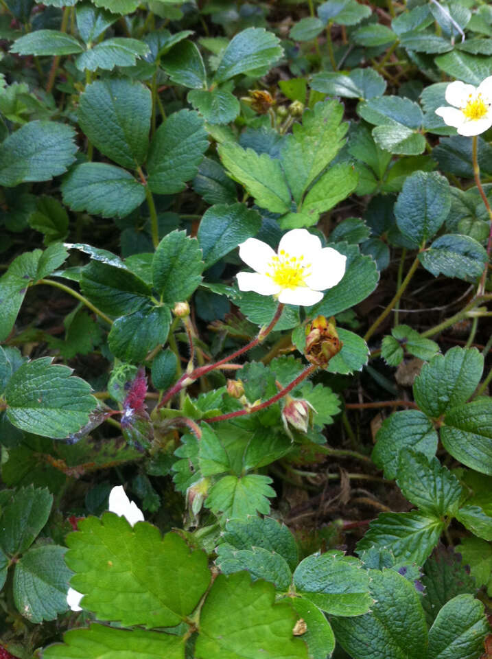 Image de Fragaria chiloensis (L.) Duchesne