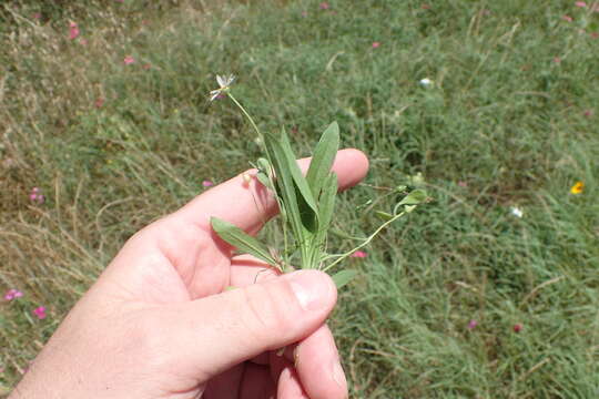 Слика од Astranthium ciliatum (Rafin.) G. L. Nesom