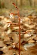 Image of Spring coralroot