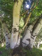 Image of Betula pubescens var. litwinowii (Doluch.) Ashburner & McAll.