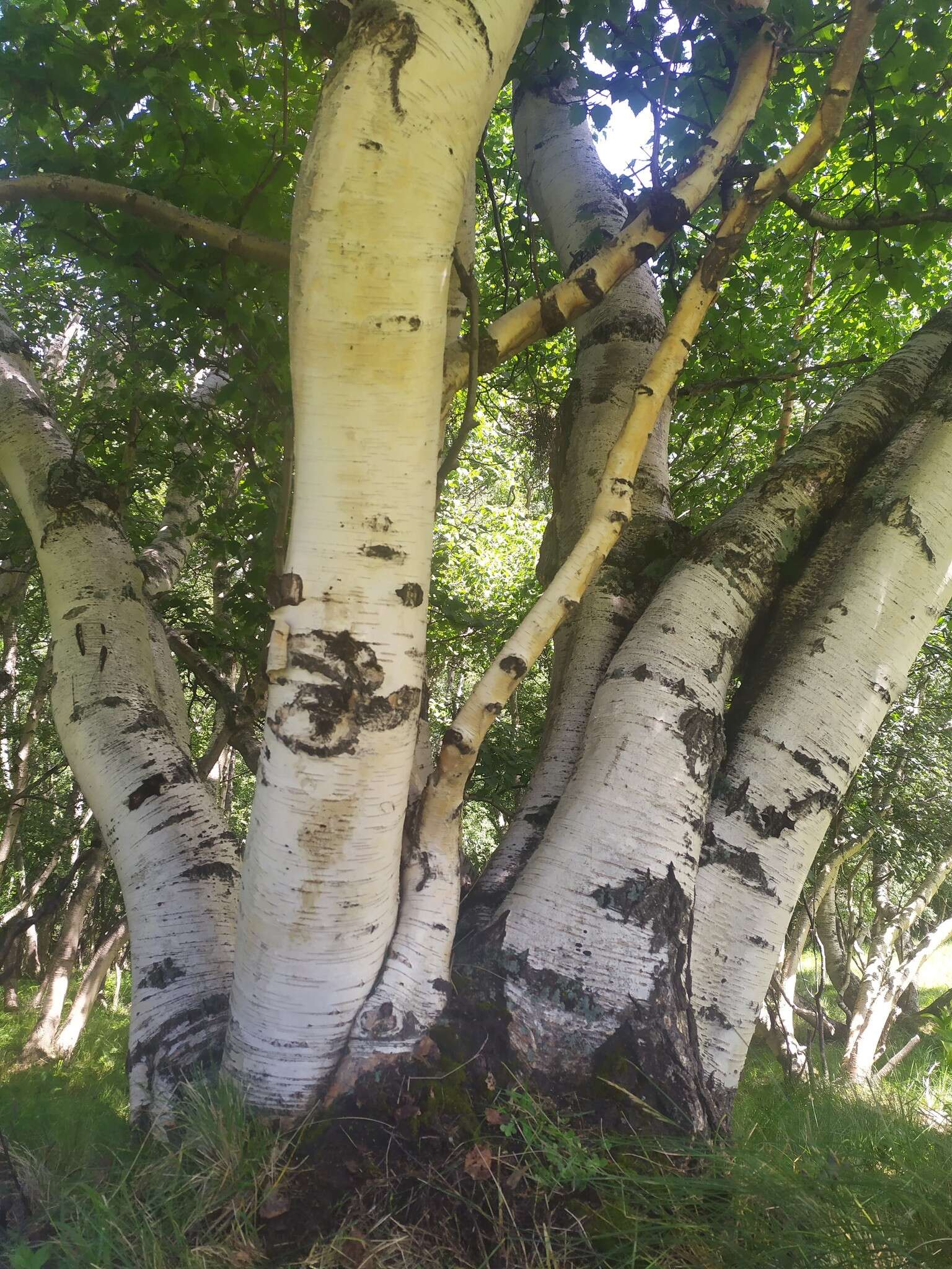 Imagem de Betula pubescens var. litwinowii (Doluch.) Ashburner & McAll.