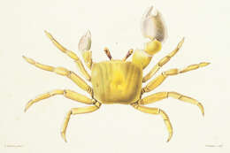 Image of Golden ghost crab