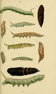 Image of Macroglossum corythus Walker 1856