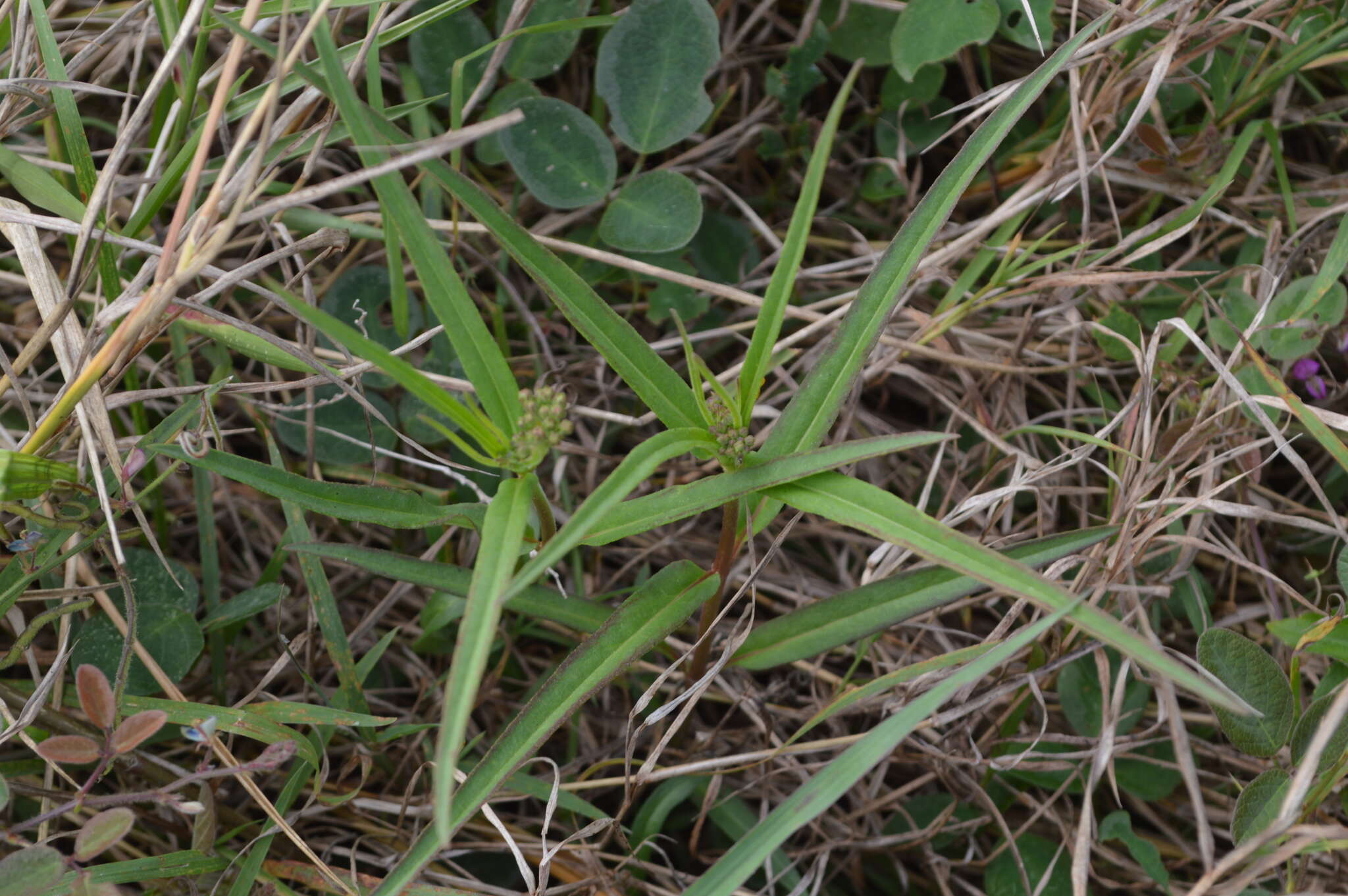 Plancia ëd Asclepias woodsoniana Standl. & Steyerm.