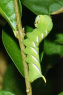 Image of privet hawk-moth