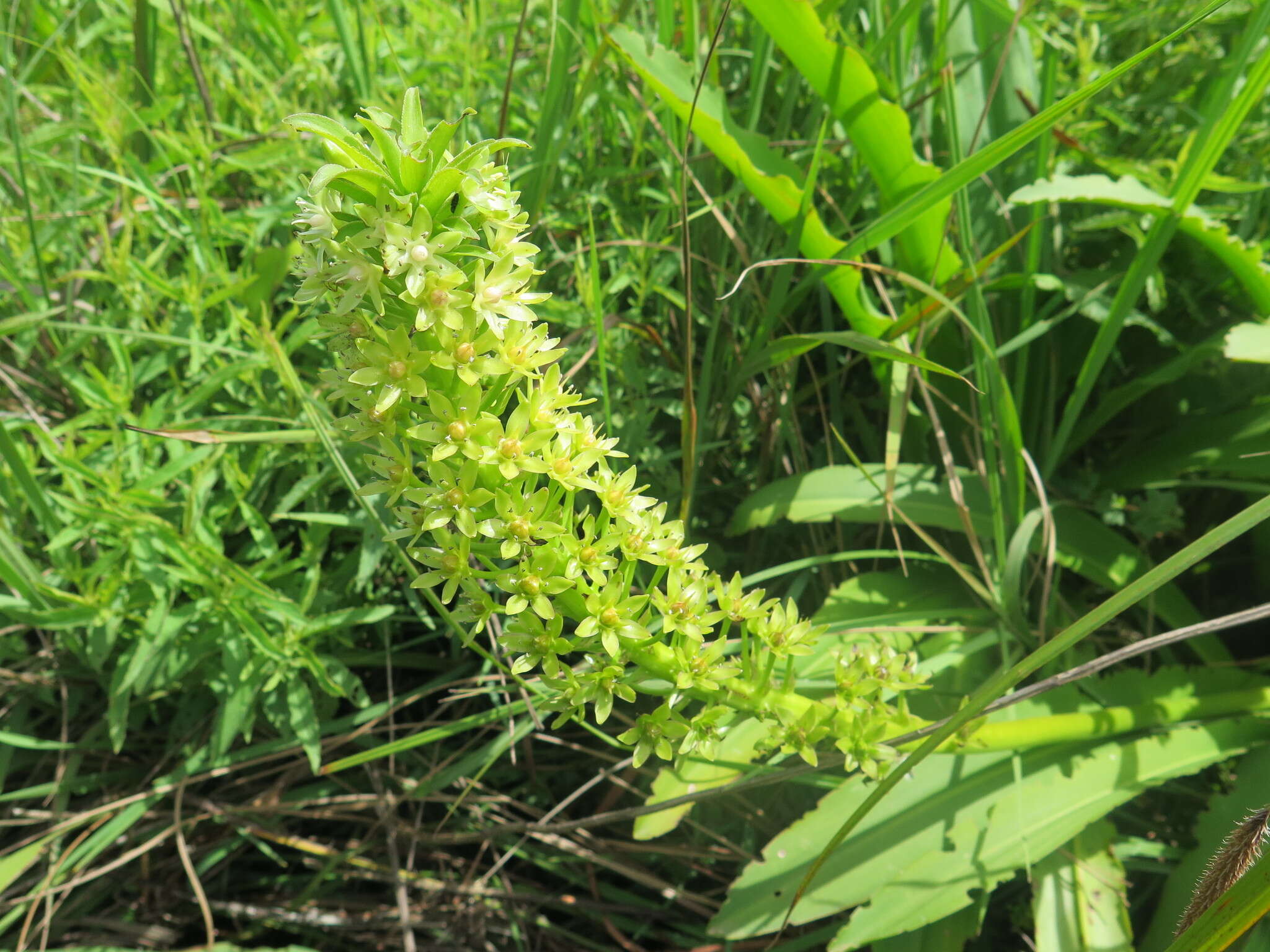 Imagem de Eucomis pallidiflora Baker