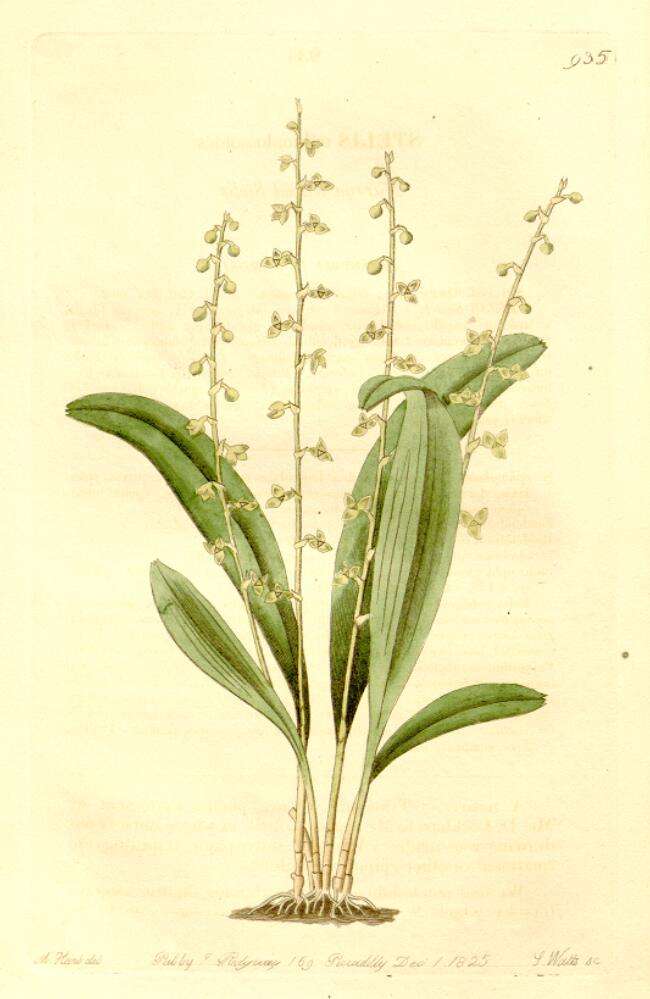 Image of Stelis ophioglossoides (Jacq.) Sw.