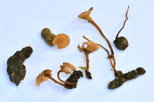 Image of Sclerotinia sclerotiorum (Lib.) de Bary 1884