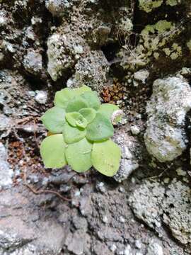 Image of Aeonium goochiae Webb. & Berth.