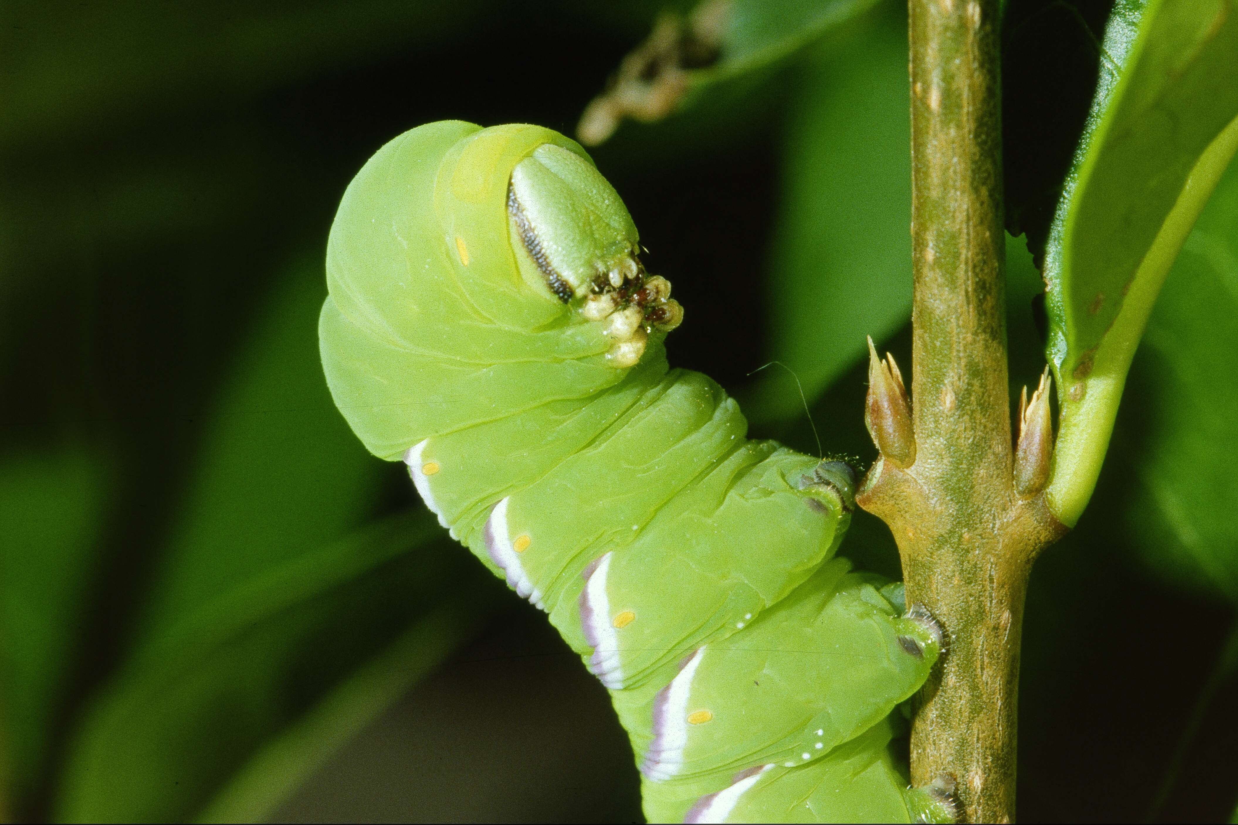 Image of privet hawk-moth