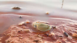 Image of Triops australiensis (Spencer & Hall 1896)