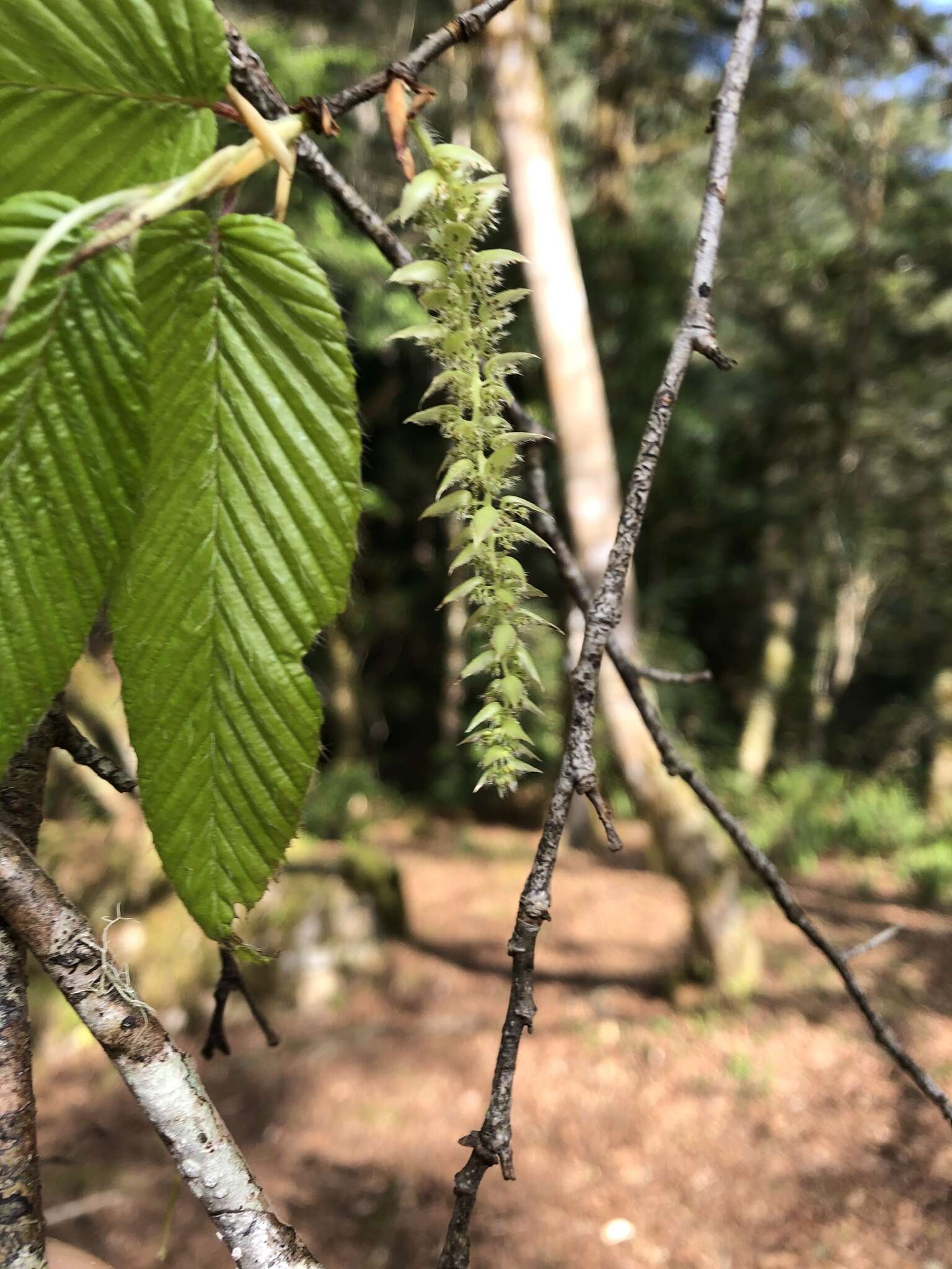 Слика од Carpinus rankanensis Hayata