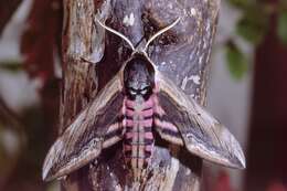 Image of privet hawk-moth