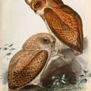 Image of Fraser's Eagle Owl