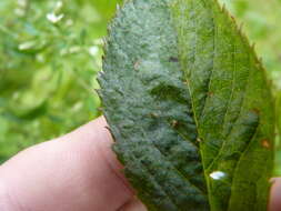 Image of Powdery mildew