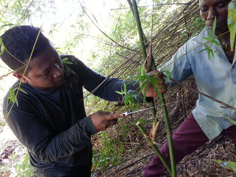 Image of hedge bamboo