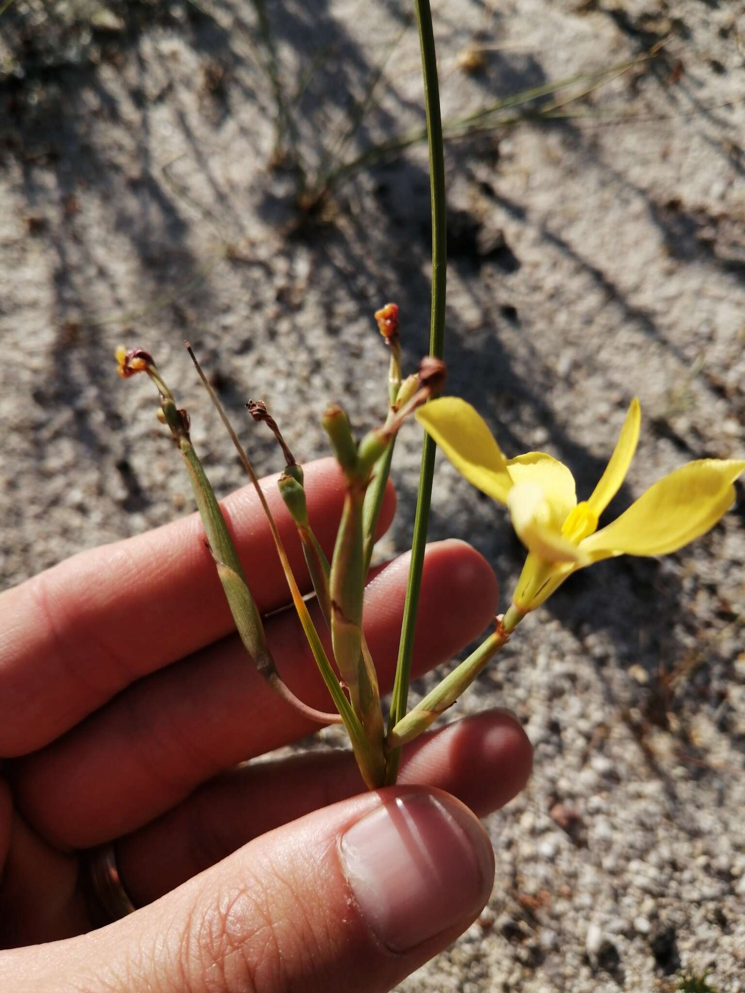 Image of Moraea umbellata Thunb.