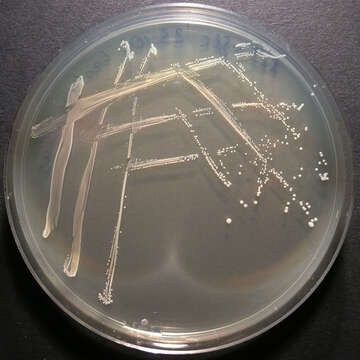 Image of Lactobacillus Beijerinck 1901