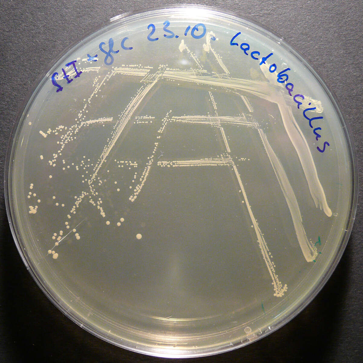 Image de Lactobacillus Beijerinck 1901