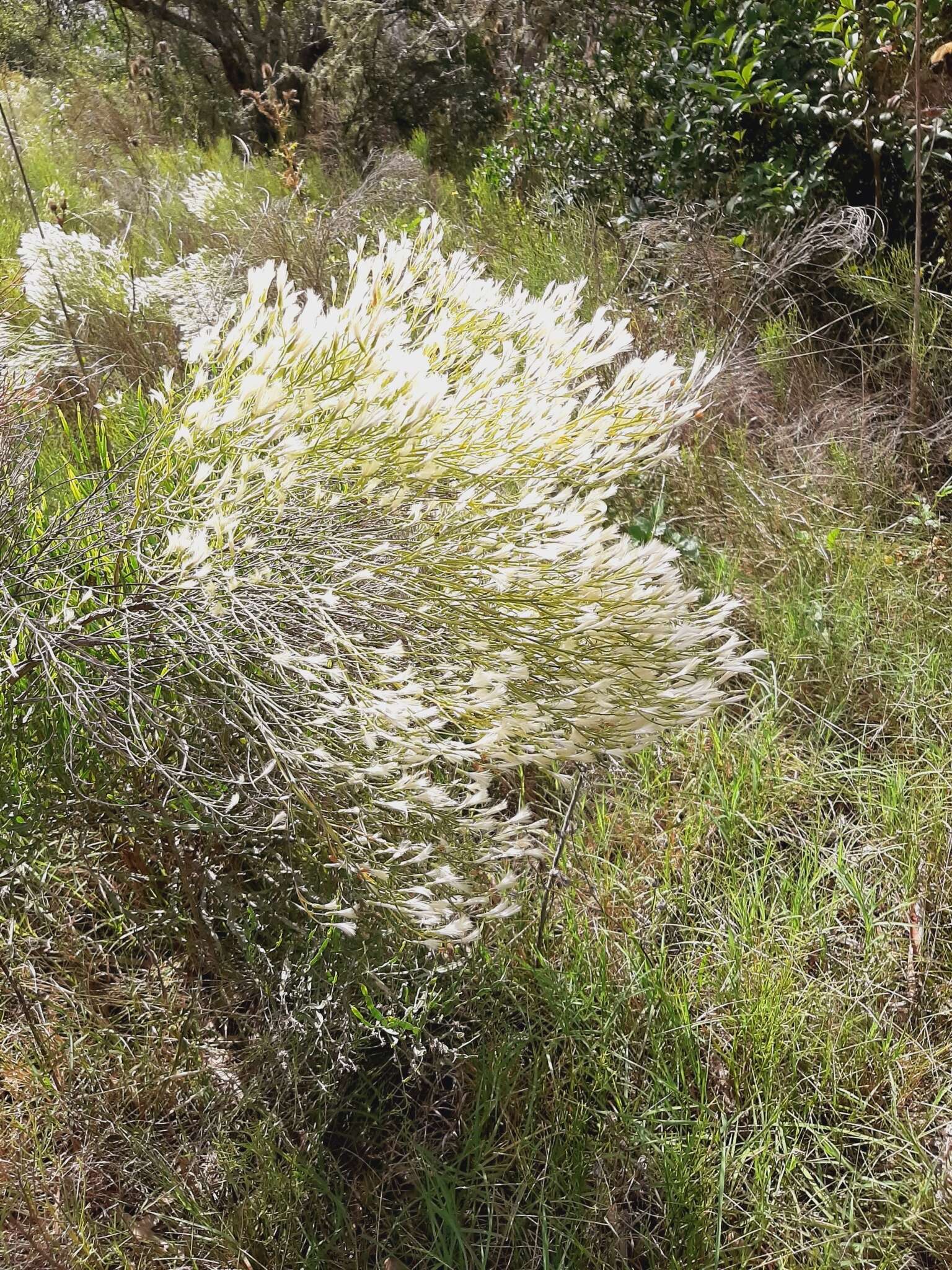 Image of Baccharis notosergila Griseb.