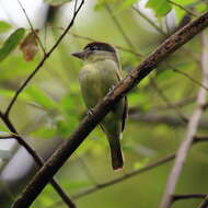 Pachyramphus marginatus (Lichtenstein & Mhk 1823) resmi