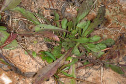 Image of downy goldenrod