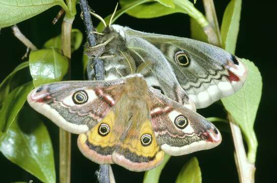 Image of Saturnia subgen. Eudia Jordan 1911