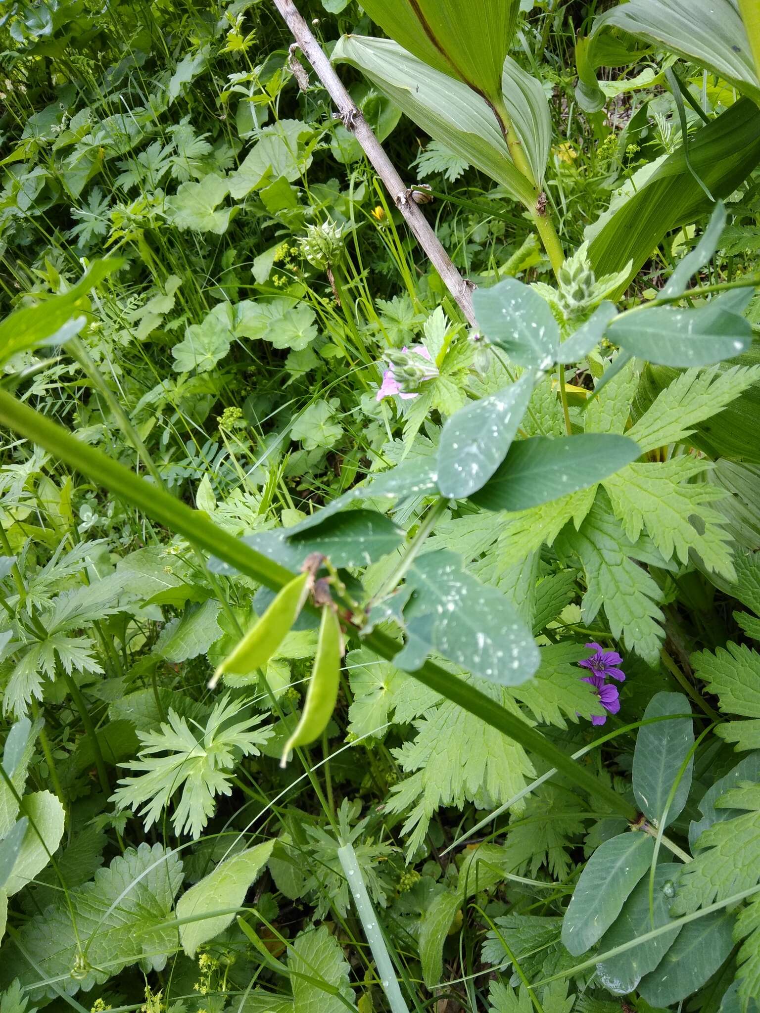 Image of Vicia balansae Boiss.