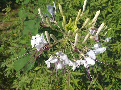 Image of Tarenaya longicarpa Soares Neto & Roalson