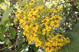 Image of Rumfordia floribunda DC.
