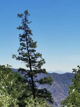 Image of Abies durangensis var. durangensis