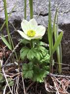 Image of American globeflower