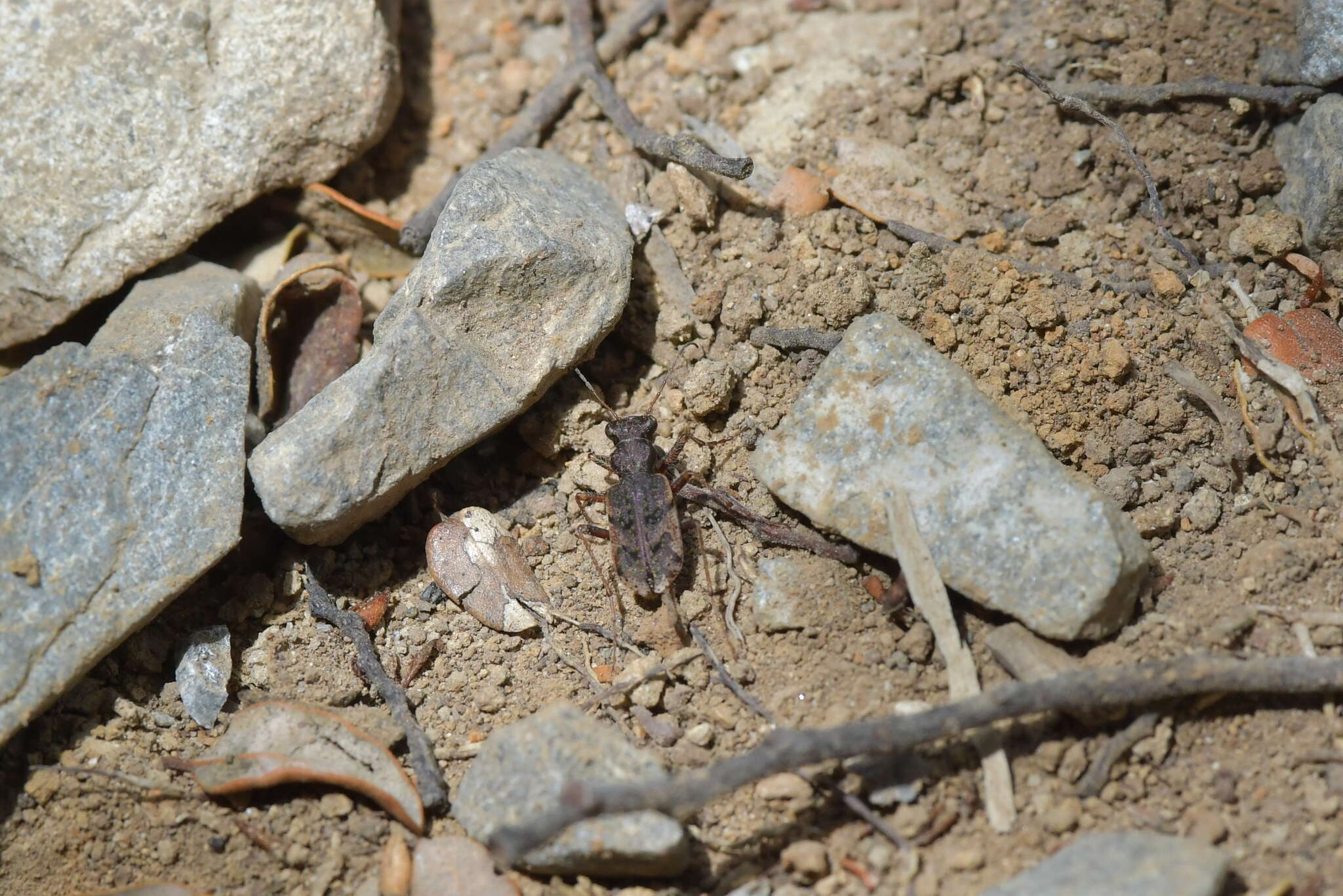 Image of Neocicindela parryi (White 1846)