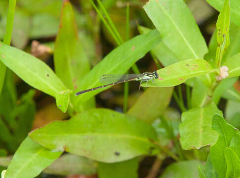 Image de Agrion Posé