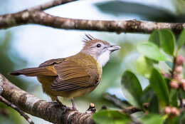 Image of Grey-eyed Bulbul