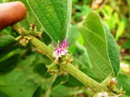 Image of Miconia sericea