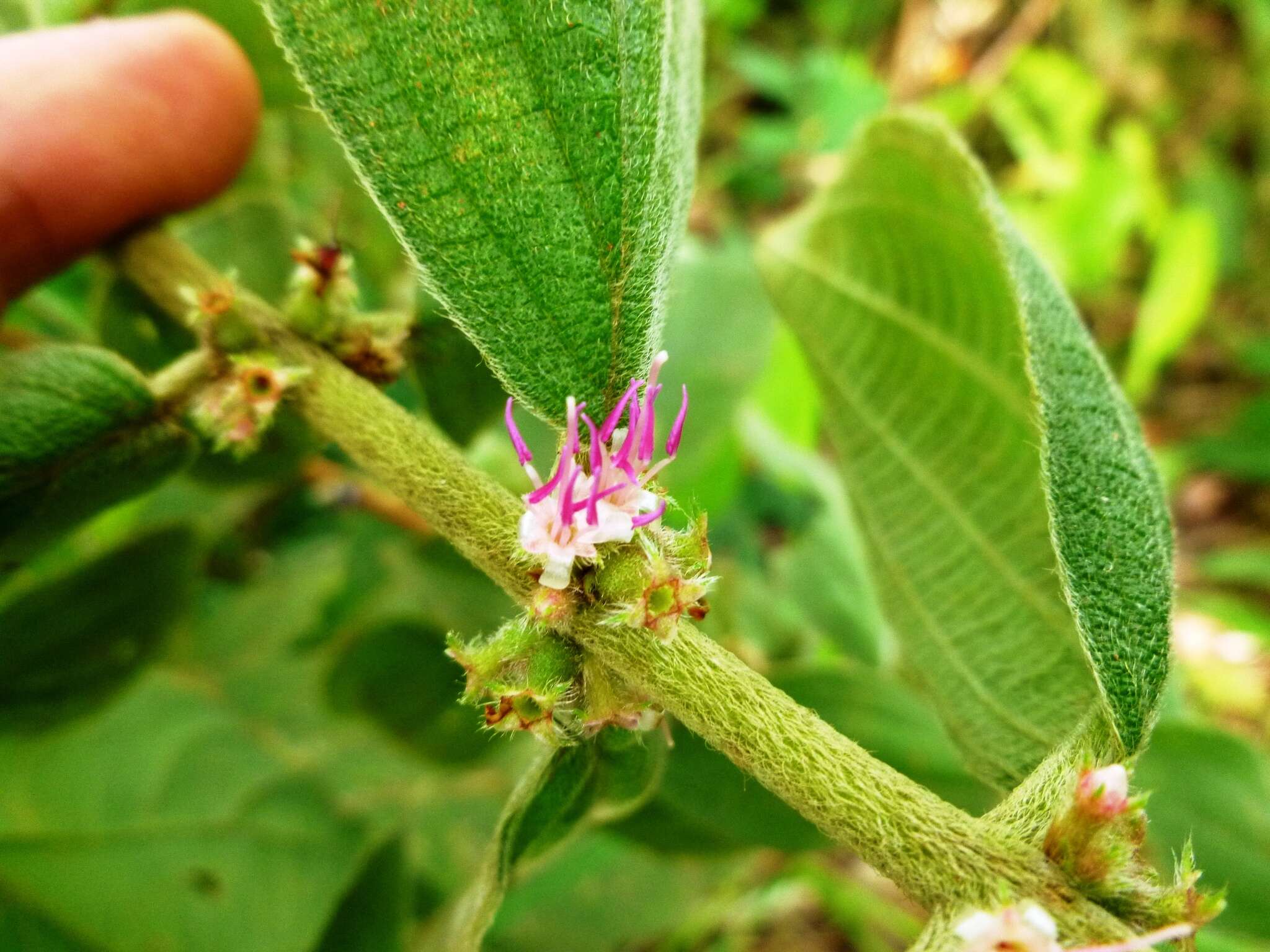 Image of Miconia sericea