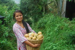 Image of Chinese pear