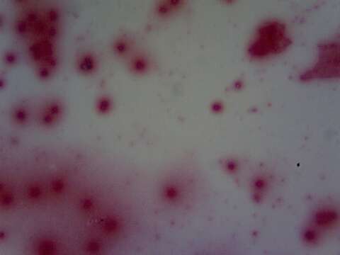 Image of Bacillus