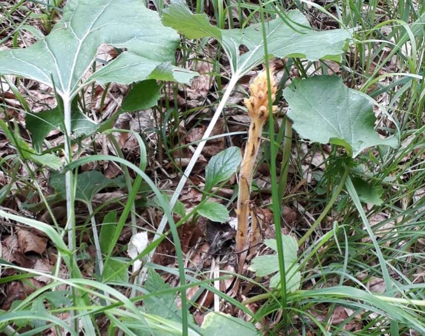 Image of Orobanche flava Mart.