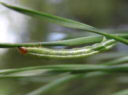 Bupalus resmi