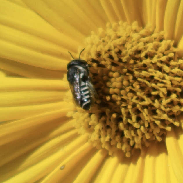 Image of Apical Leafcutter Bee