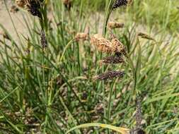 Image of Northwestern Showy Sedge