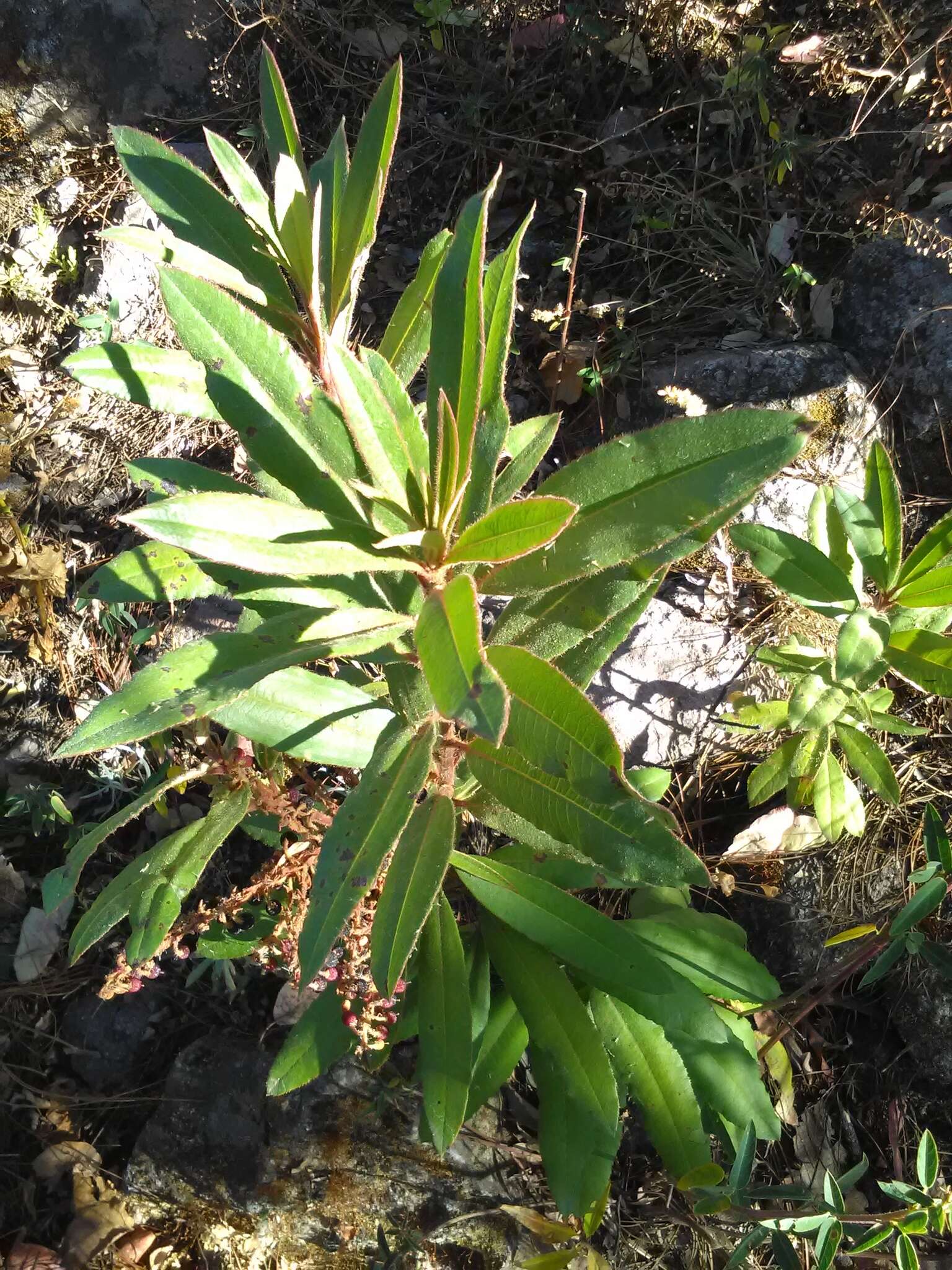 Image of Comarostaphylis longifolia (Benth.) Klotzsch