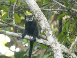 Image of Mottle-face Tamarin